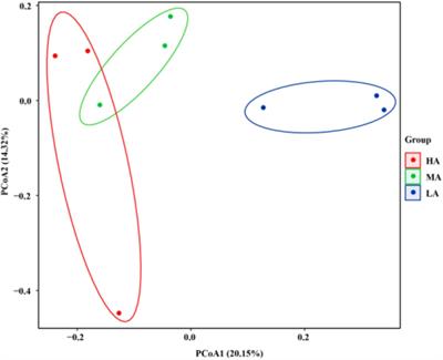 Effects of Replacing Alfalfa Hay With Native Grass Hay in Pelleted Total Mixed Ration on Physicochemical Parameters, Fatty Acid Profile, and Rumen Microbiota in Lamb